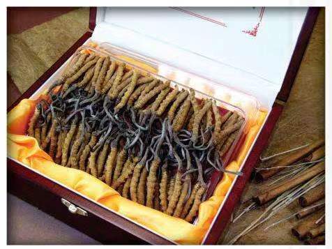 尉犁冬虫夏草回收